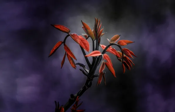 Картинка листья, фон, растение, ветка