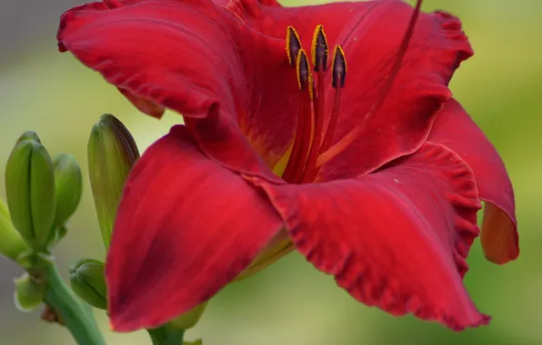 Картинка Макро, Macro, Красная лилия, Red lily