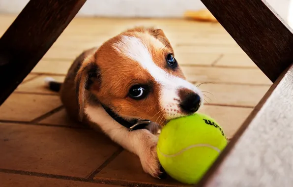 Собака, щенок, мячь