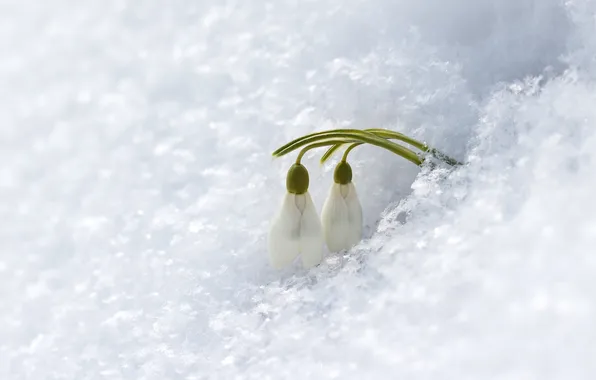 Картинка снег, цветы, подснежники