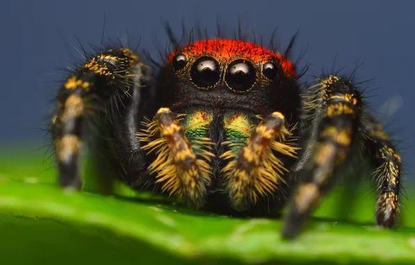 Картинка лист, паук, насекомое