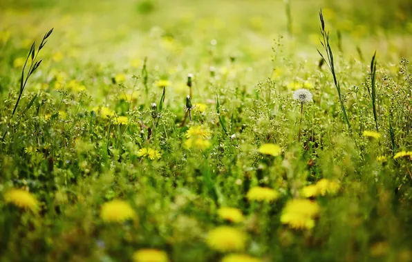 Картинка лето, трава, природа