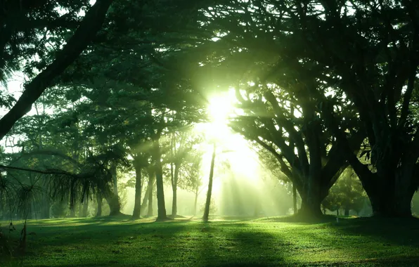 Картинка солнце, свет, деревья, природа