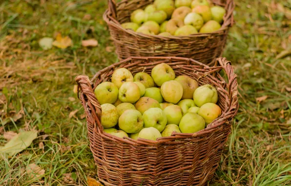 Картинка яблоки, урожай, сбор, корзины