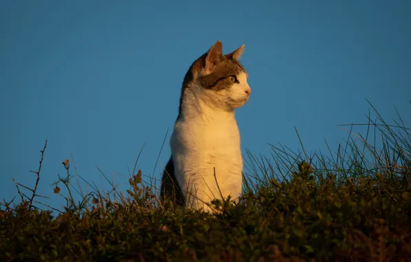 Картинка кошка, небо, трава, кот, фон, стойка, наблюдение, котейка