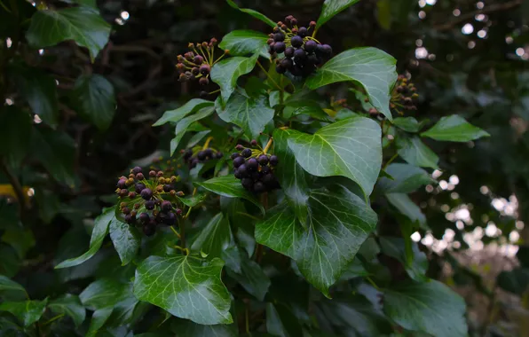 Dark, leaf, plant