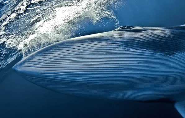 Вода, кит, National Geographic