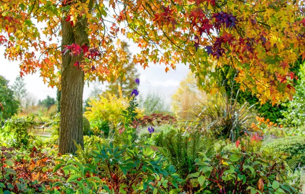 Осень, цветы, парк, дерево, Англия, England, Essex, Эссекс