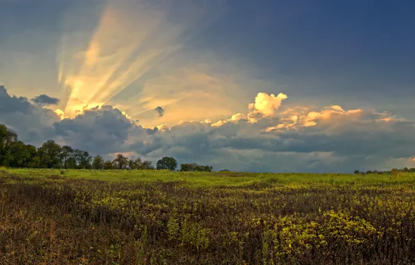 Картинка поле, небо, трава, облака, green, Природа, grass, sky