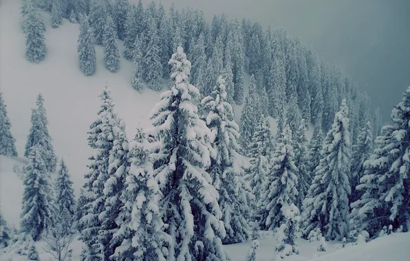 Картинка снег, елки, Горы, красиво, сосны, буран, швецария, альпы