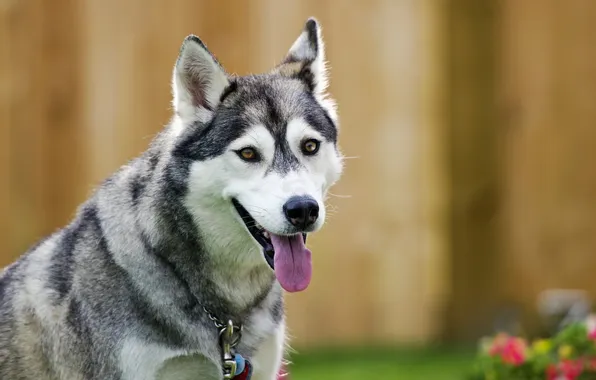 Взгляд, друг, собака