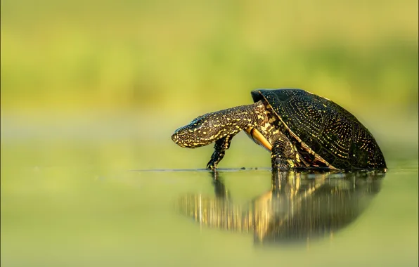 Вода, поза, отражение, черепаха, водоем, зеленый фон, черепашка, водяная