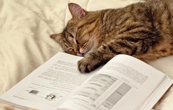 Кошка, кот, лапа, спит, лежит, книга, страницы