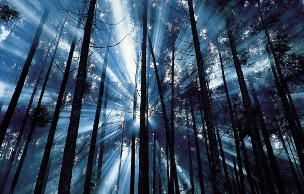 Лес, лучи, деревья, синее