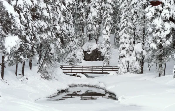 Зима, лес, снег, деревья, пруд, мороз, forest, Nature