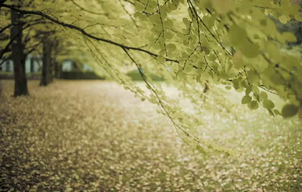 Осень, ветки, дерево, улица, листва, настроение осени