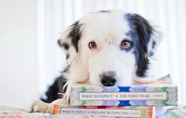 Картинка взгляд, книги, собака