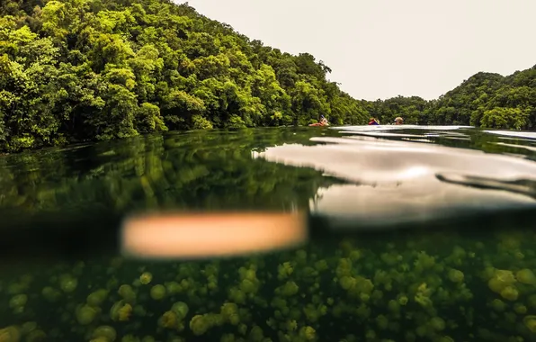 Картинка поверхность, озеро, медузы, подводное плавание