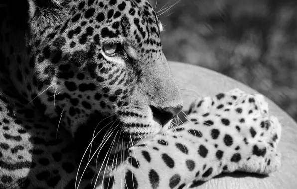 Картинка морда, лапа, хищник, ягуар, профиль, черно-белое, дикая кошка
