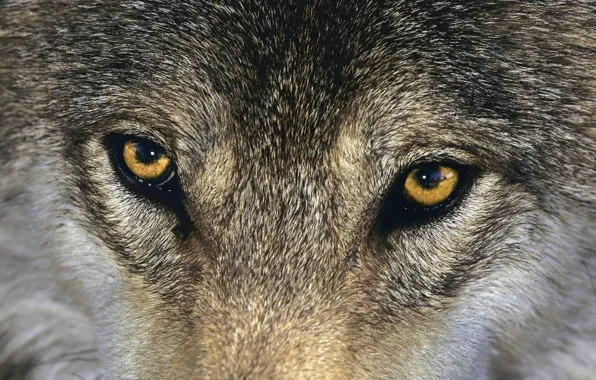 Animals, eyes, mammal, animal themes, one animal, brown wolf