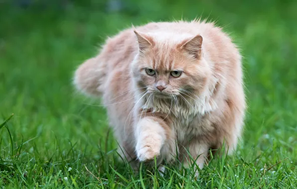 Кошка, лето, трава, кот, взгляд, поза, лапа, пушистый