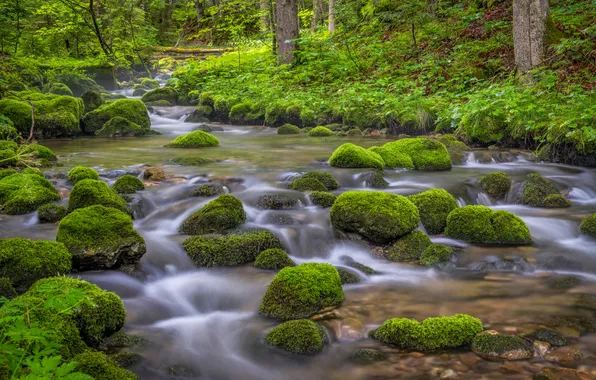 Картинка лес, камни, мох, речка