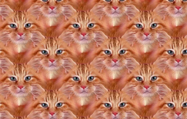 Картинка кошка, кот, текстура, рыжий, пушистик, Рыжик