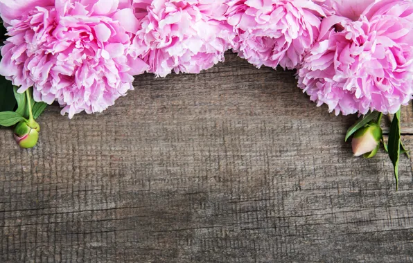 Картинка цветы, розовые, wood, pink, flowers, пионы, peonies