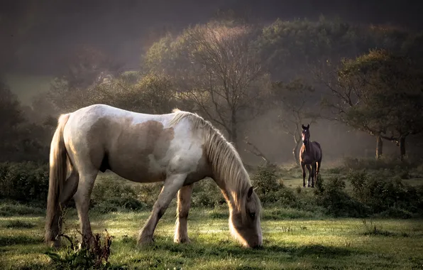 Картинка осень, туман, утро, лошади, пастбище