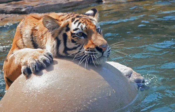 Картинка кошка, вода, тигр, игра, мяч, купание, амурский