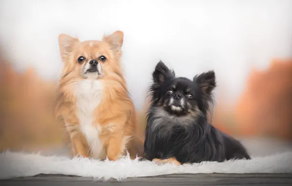 Картинка парочка, две собаки, Чихуахуа
