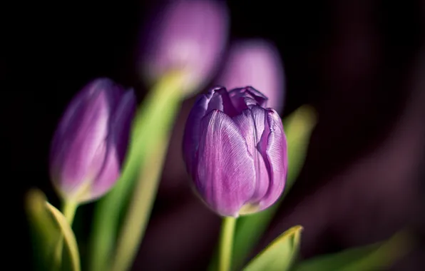 Цветы, весна, лепестки, фиолетовые, тюльпаны