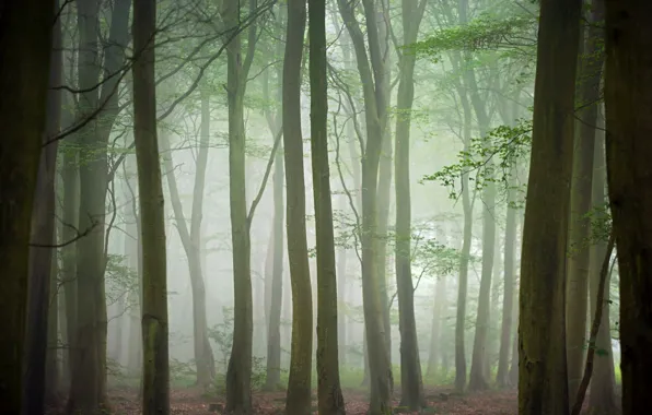 Осень, лес, деревья, туман