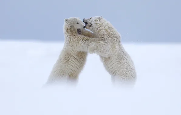 Медведи, белые, два, полярные, ссора