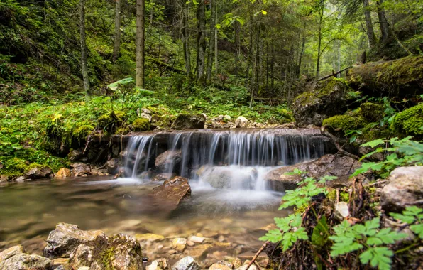 Лес, деревья, пейзаж, природа, водопад, Словакия