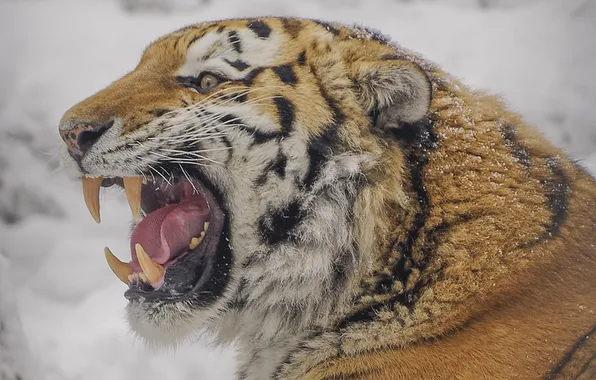 Картинка tiger, snow, teeth