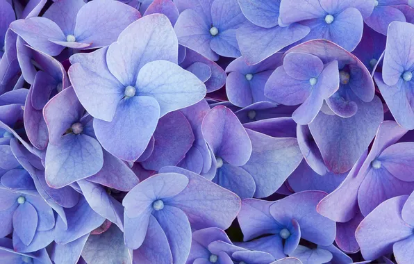 Картинка макро, цветы, голубые