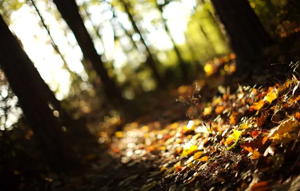 Картинка осень, лес, трава, листья, свет, деревья, природа, фокус