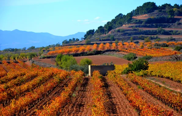 Горы, поля, Испания, плантации, Catalonia