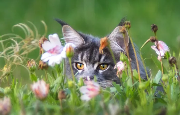 Кошка, кот, взгляд, цветы, поза, серый, мордашка, зеленый фон