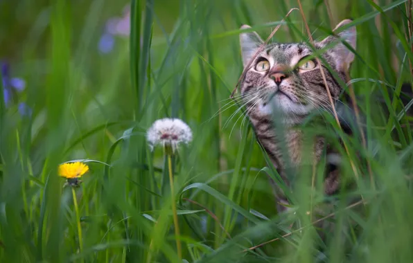 Картинка кошка, трава, мордочка, одуванчики