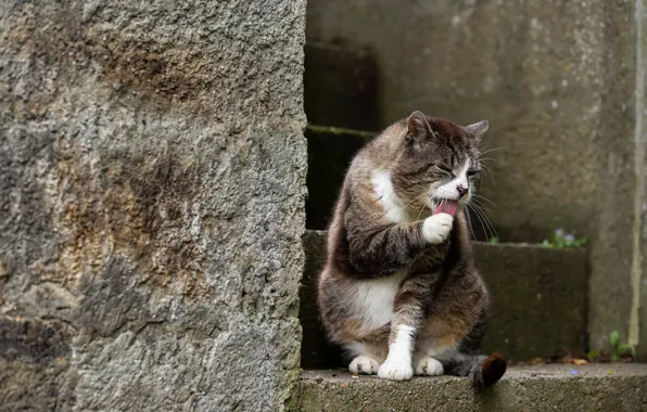 Кошка, кот, взгляд, природа, поза, мордашка
