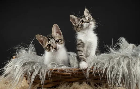 Кошки, темный фон, котята, мех, малыши, серые, парочка, корзинка