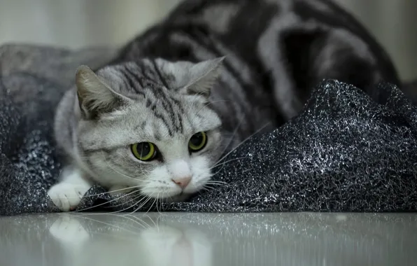 Кошка, кот, взгляд, блеск, портрет, пол, ткань, лежит
