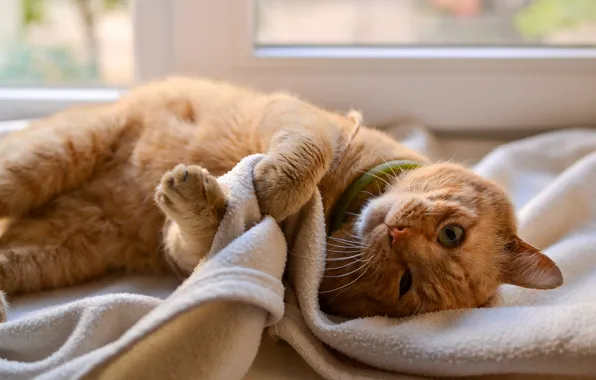 Кошка, кот, взгляд, поза, лапки, окно, рыжий, лежит