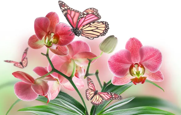 Цветок, природа, бабочка, лепестки, орхидея