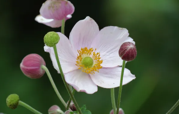 Белые лепестки, Anemone hupehensis, японский анемон