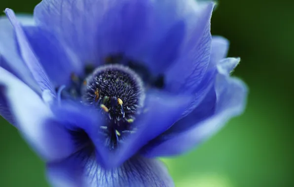 Цветок, макро, голубой, лепестки, анемона, anemone