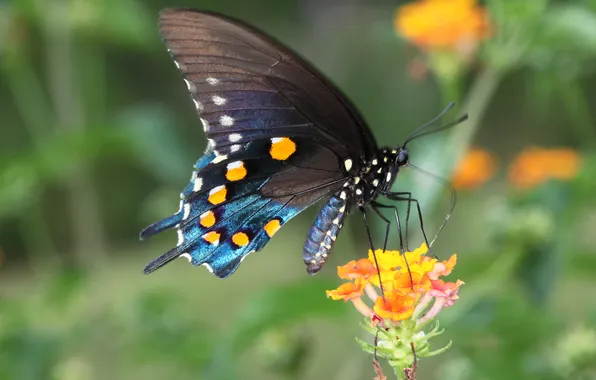 Картинка цветок, макро, природа, бабочка, крылья, мотылек