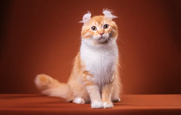Кошка, кот, взгляд, поза, котенок, лапки, пушистый, рыжий